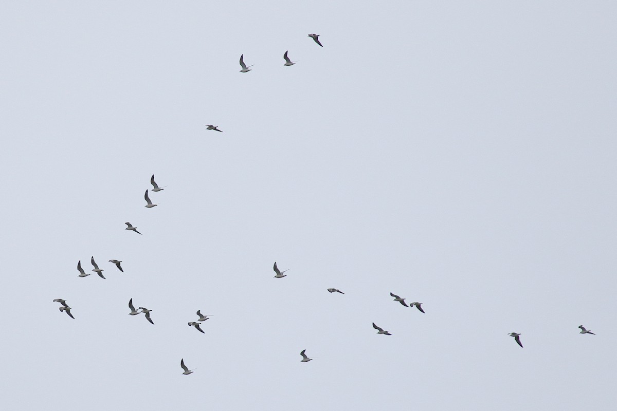 Gaviota Guanaguanare - ML612581733