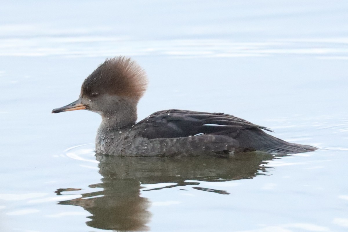 Hooded Merganser - ML612581789