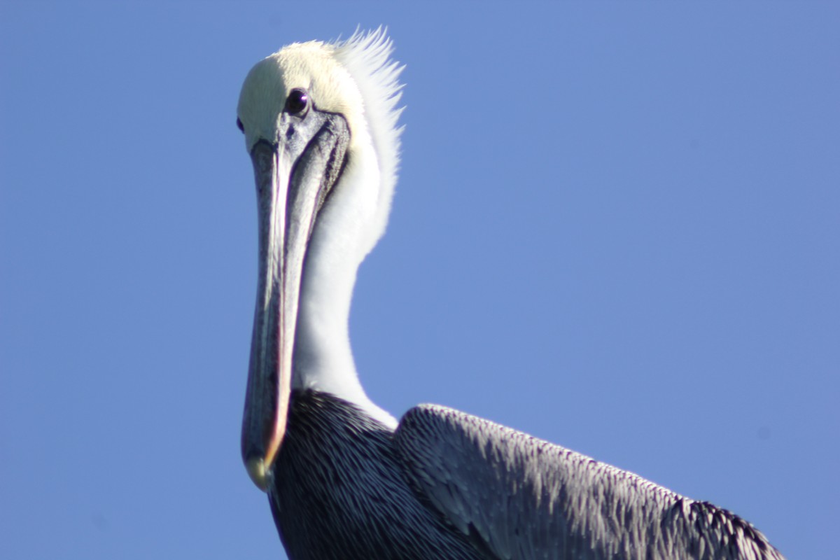 Brown Pelican - ML612581874