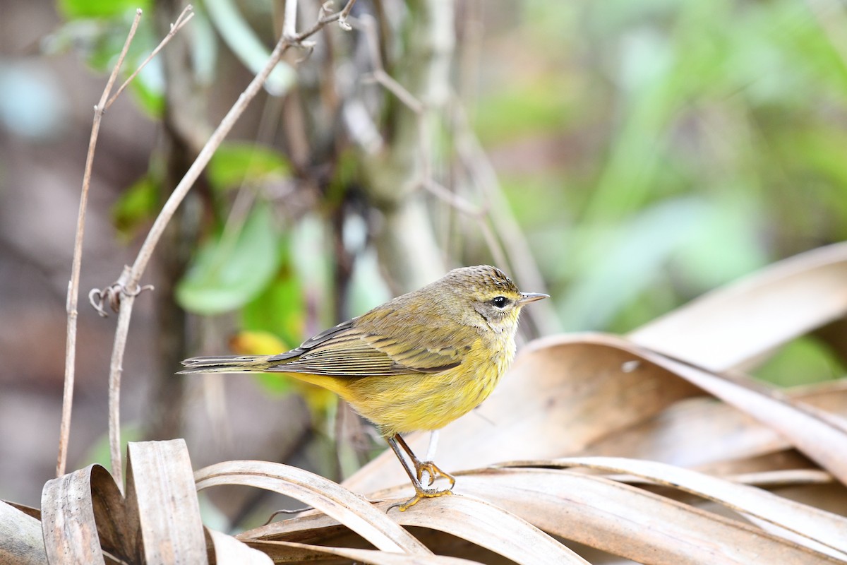 Palm Warbler (Yellow) - ML612581888