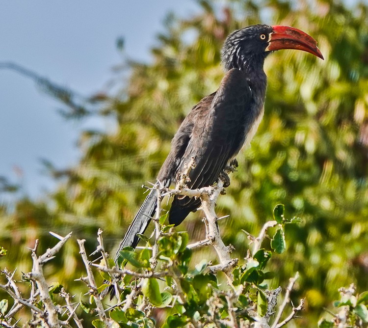Crowned Hornbill - Arden Anderson