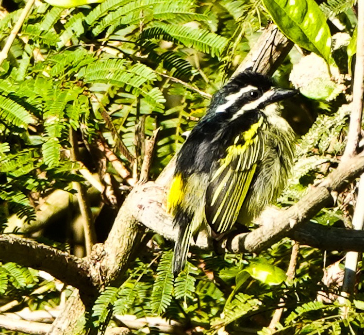 Yellow-rumped Tinkerbird - ML612582080