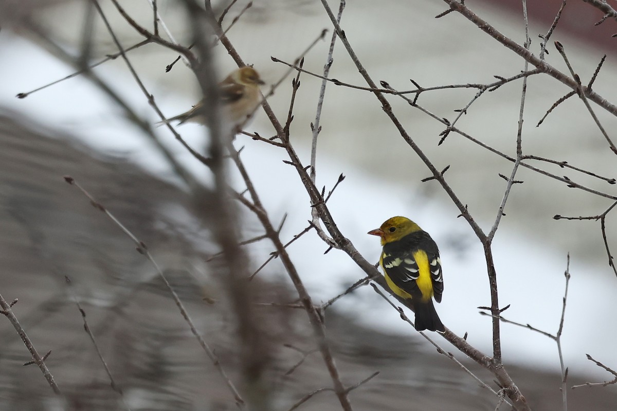 Western Tanager - ML612582209