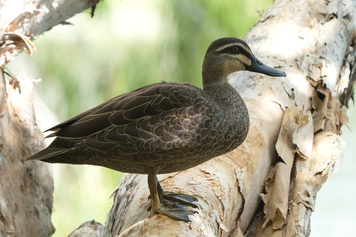 Pacific Black Duck - ML612582293