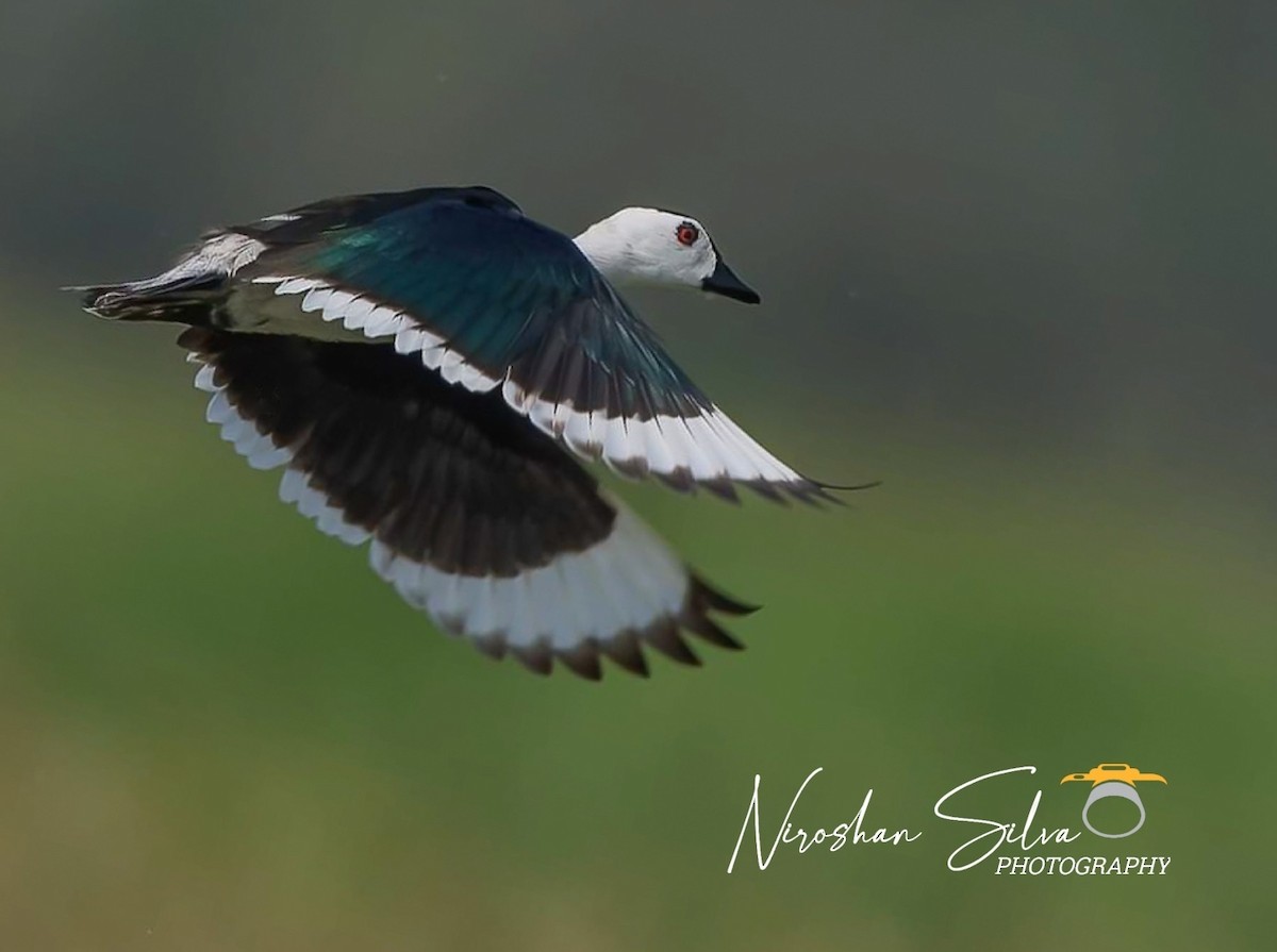 Cotton Pygmy-Goose - ML612582298