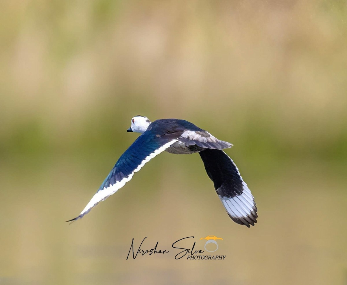 Cotton Pygmy-Goose - ML612582299