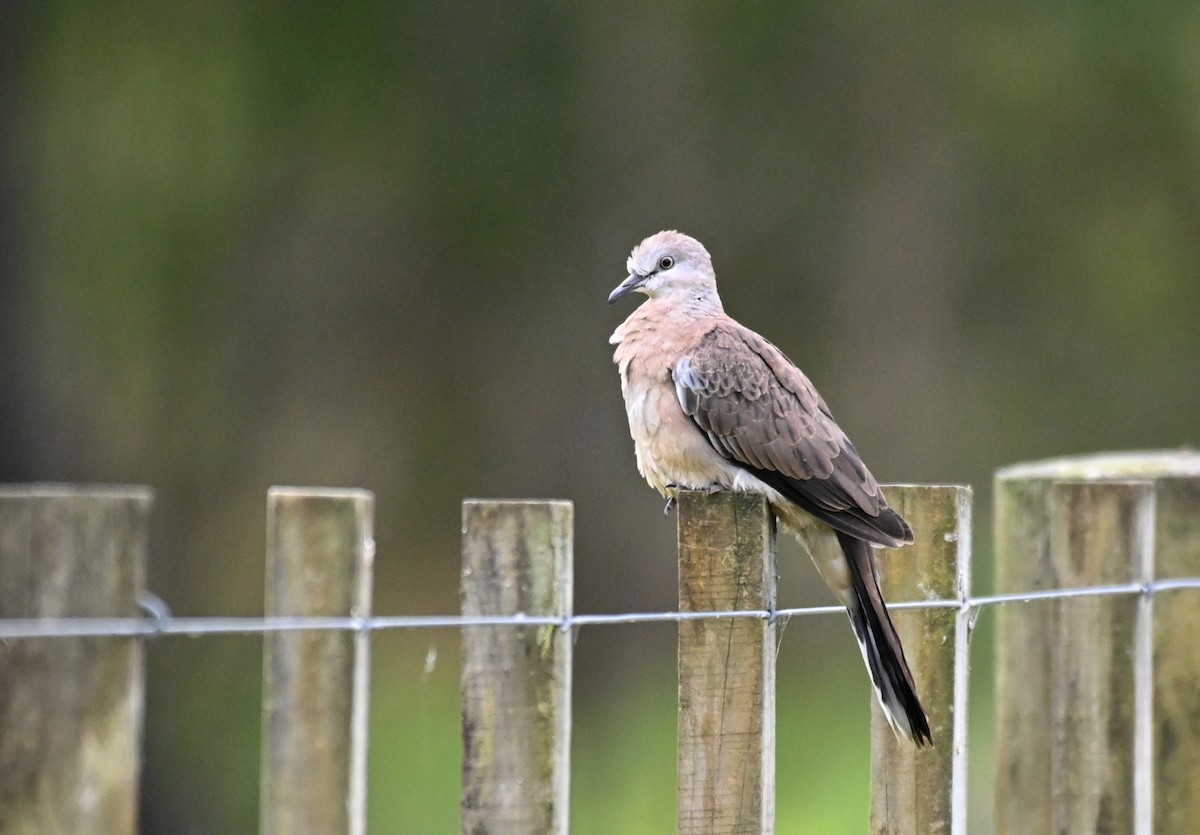 Spotted Dove - ML612582349