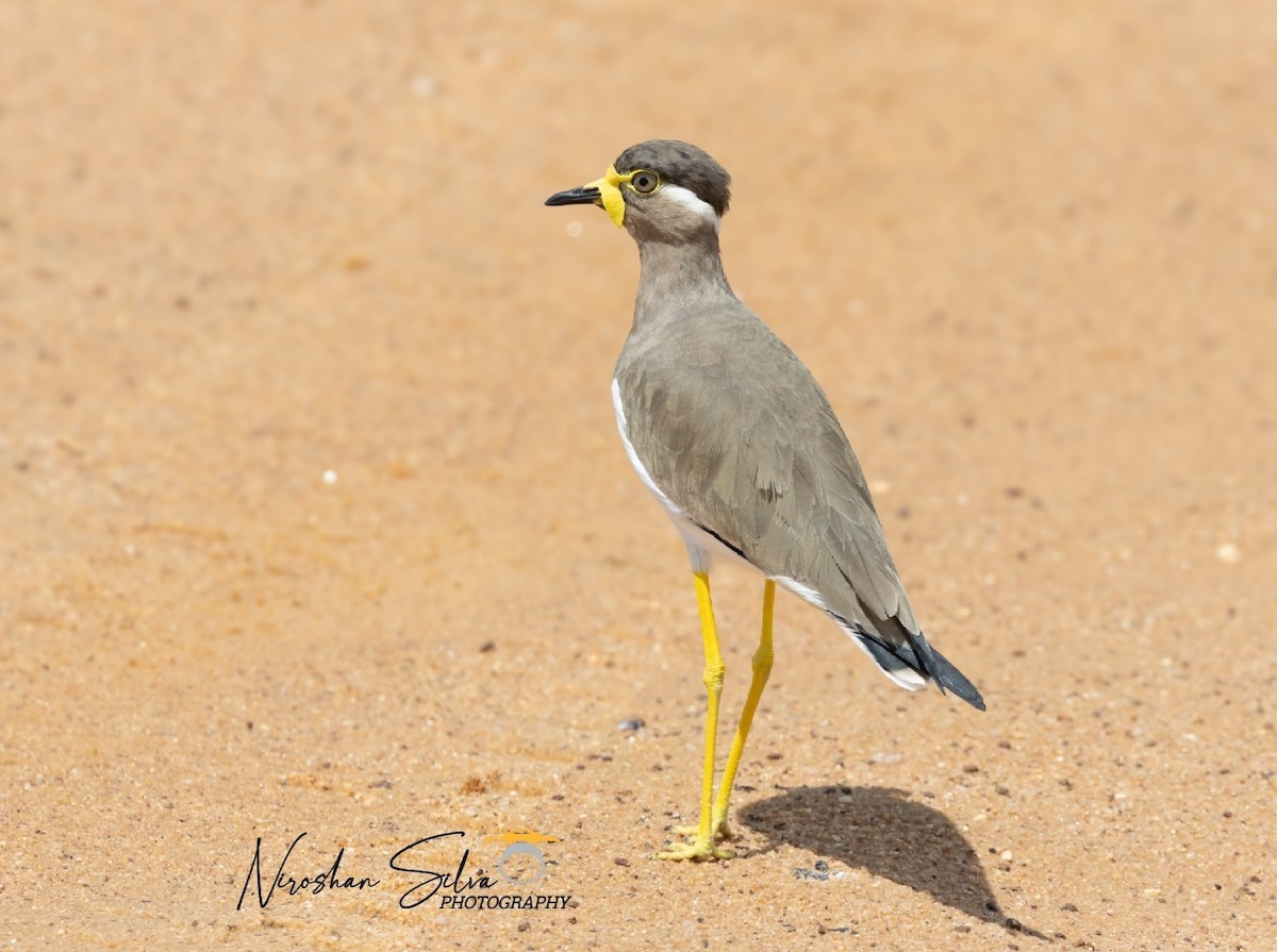 Yellow-wattled Lapwing - ML612582402