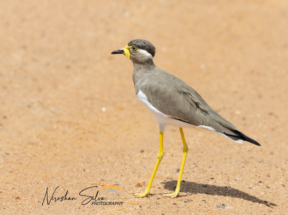 Yellow-wattled Lapwing - ML612582403