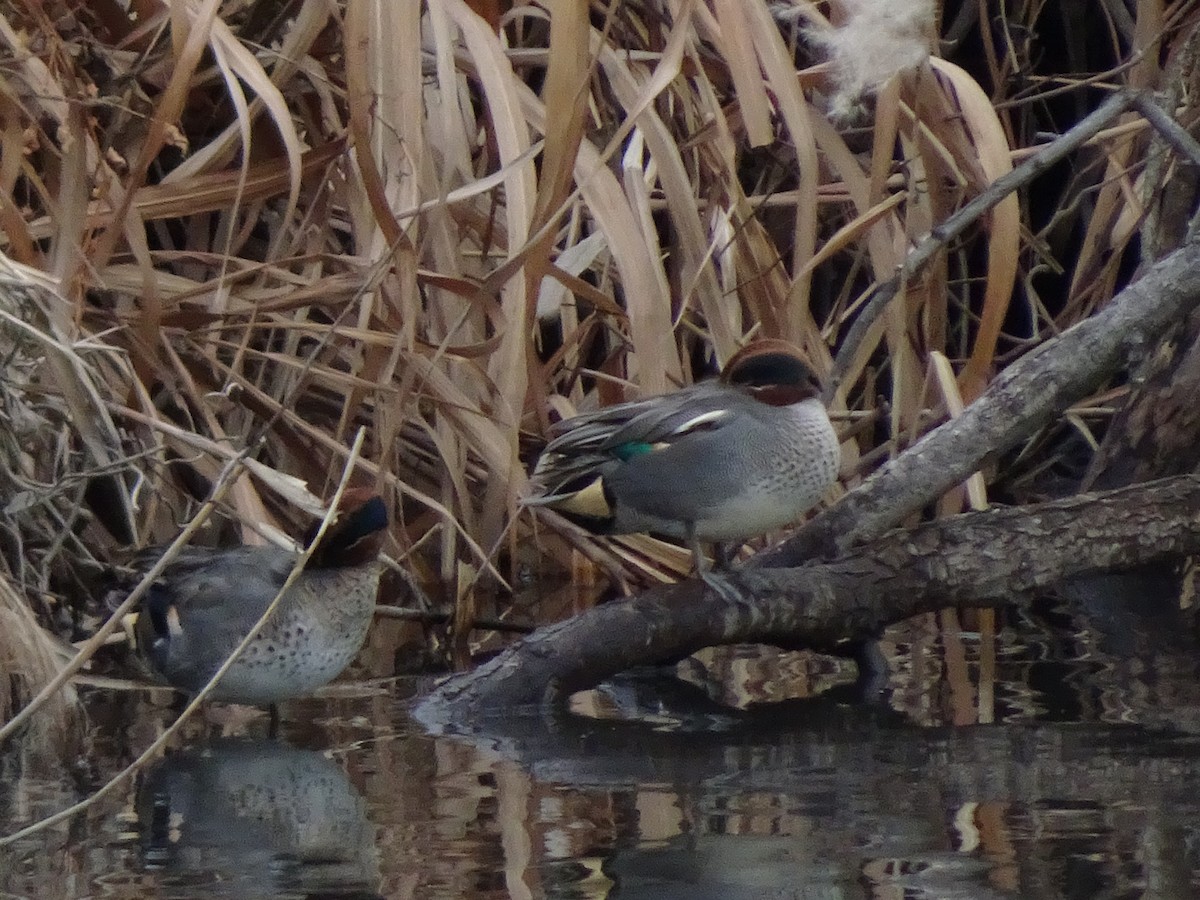 Green-winged Teal - HIROSHI KIDONO