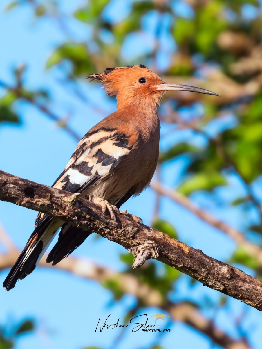 Eurasian Hoopoe - Niroshan Silva