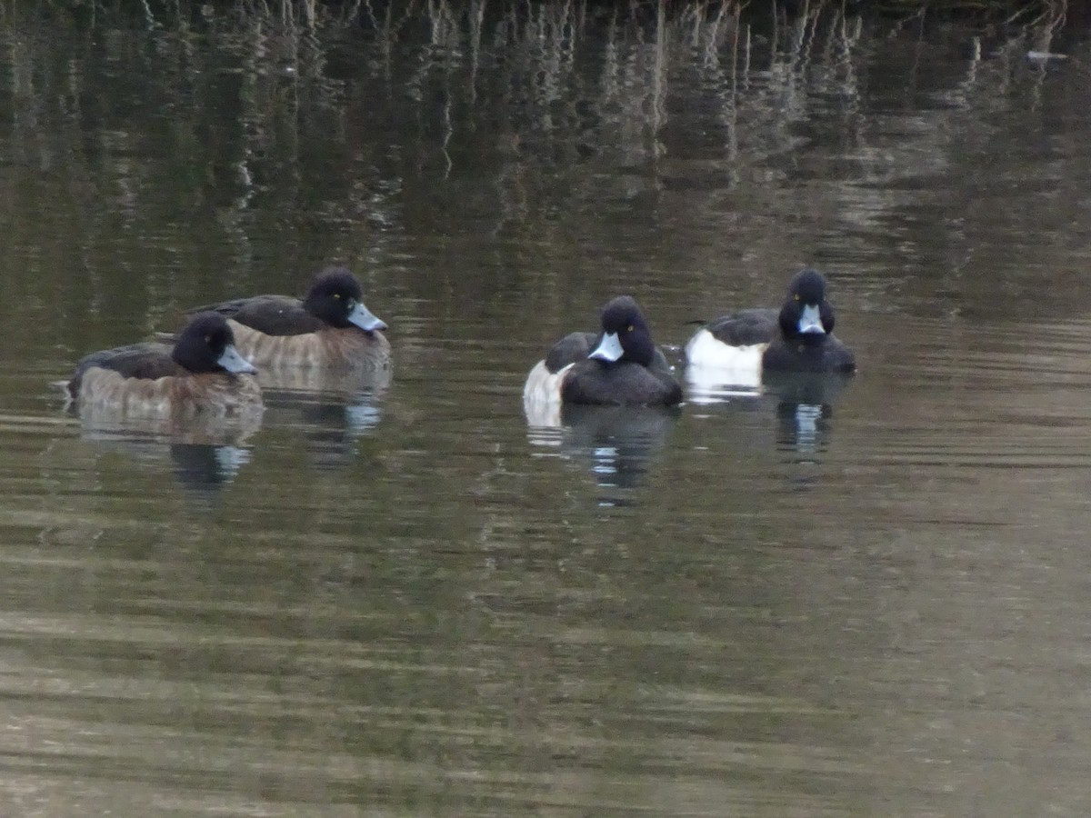 Tufted Duck - HIROSHI KIDONO