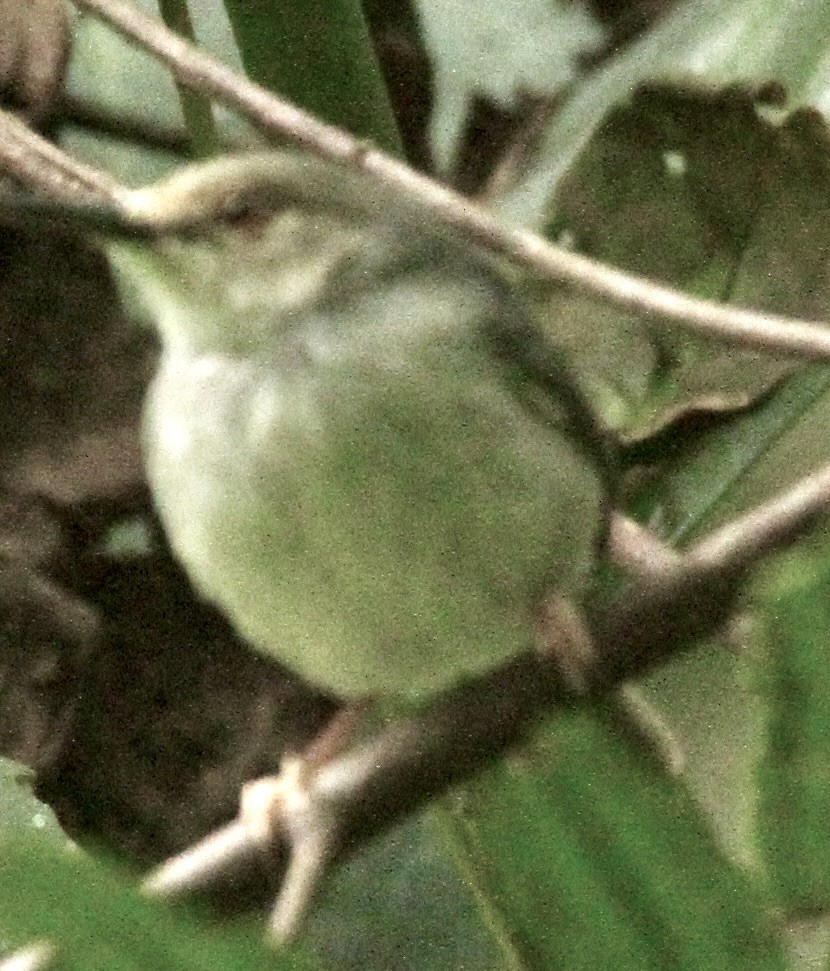 Long-billed Tailorbird - ML612582632