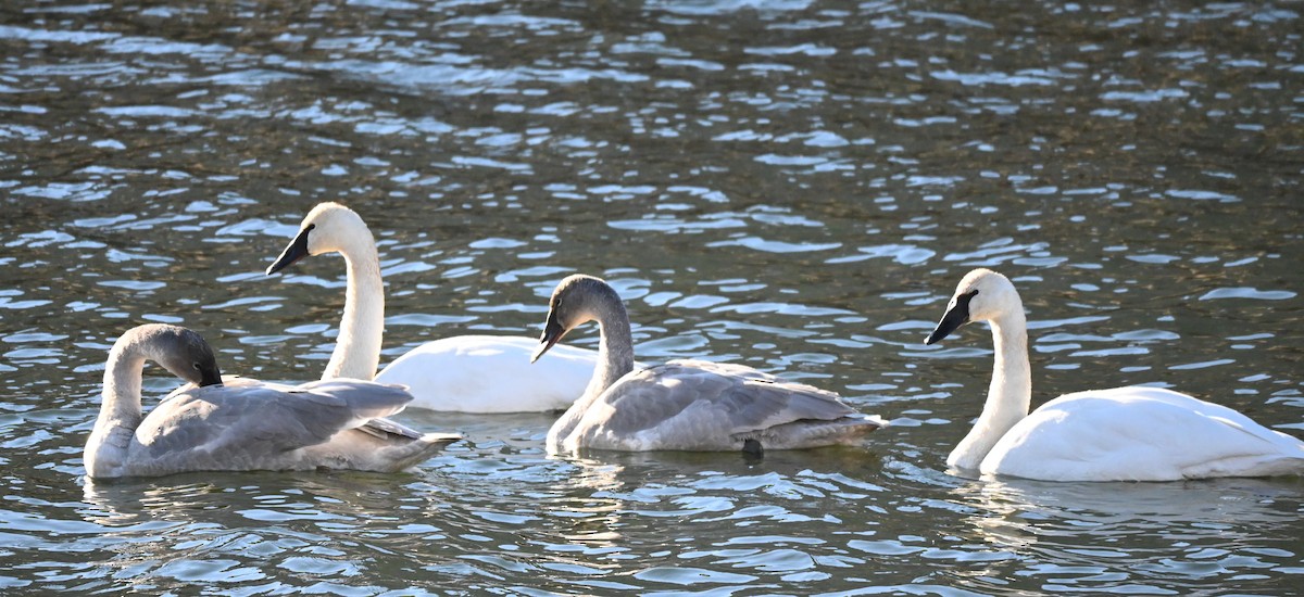 Trumpeter Swan - ML612582635