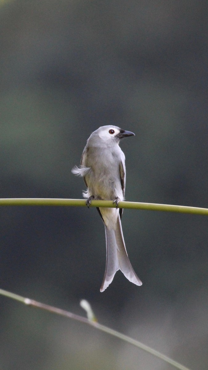 Ashy Drongo - ML612582690