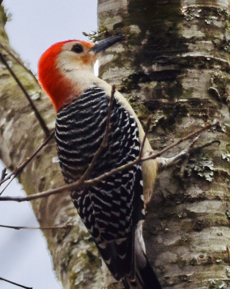 Red-bellied Woodpecker - ML612582698