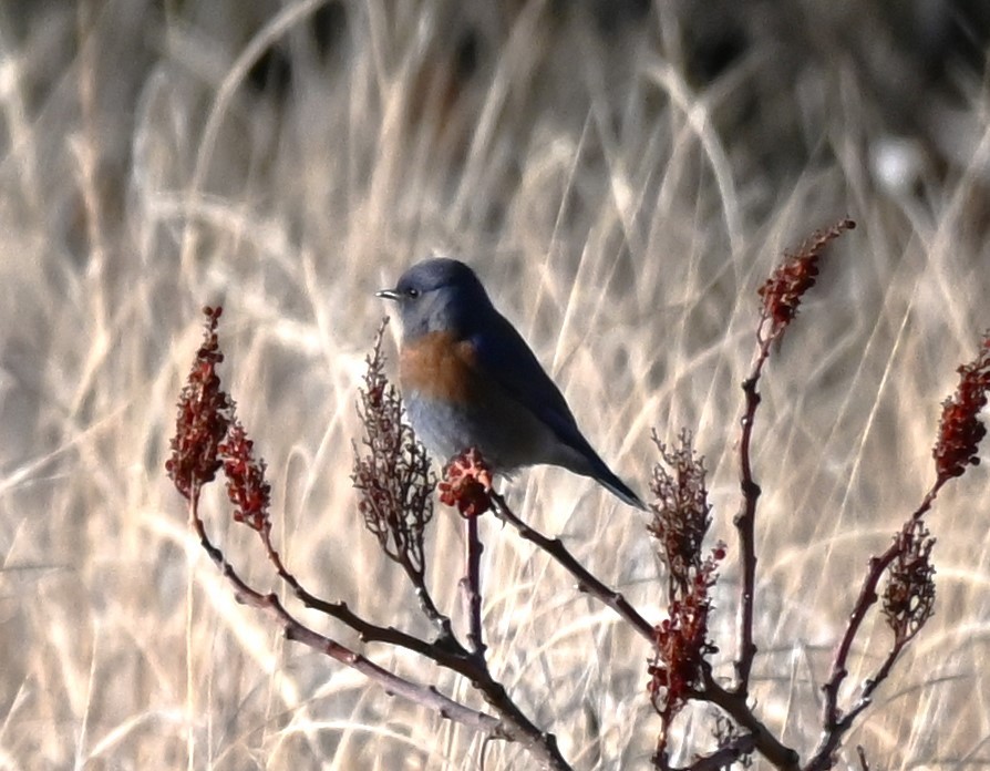 Western Bluebird - ML612582706