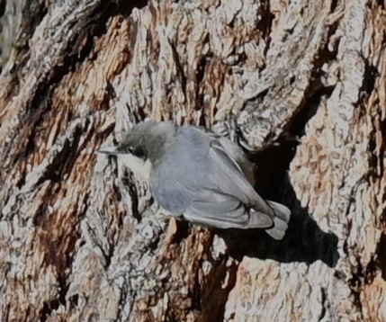 Pygmy Nuthatch - ML612582717