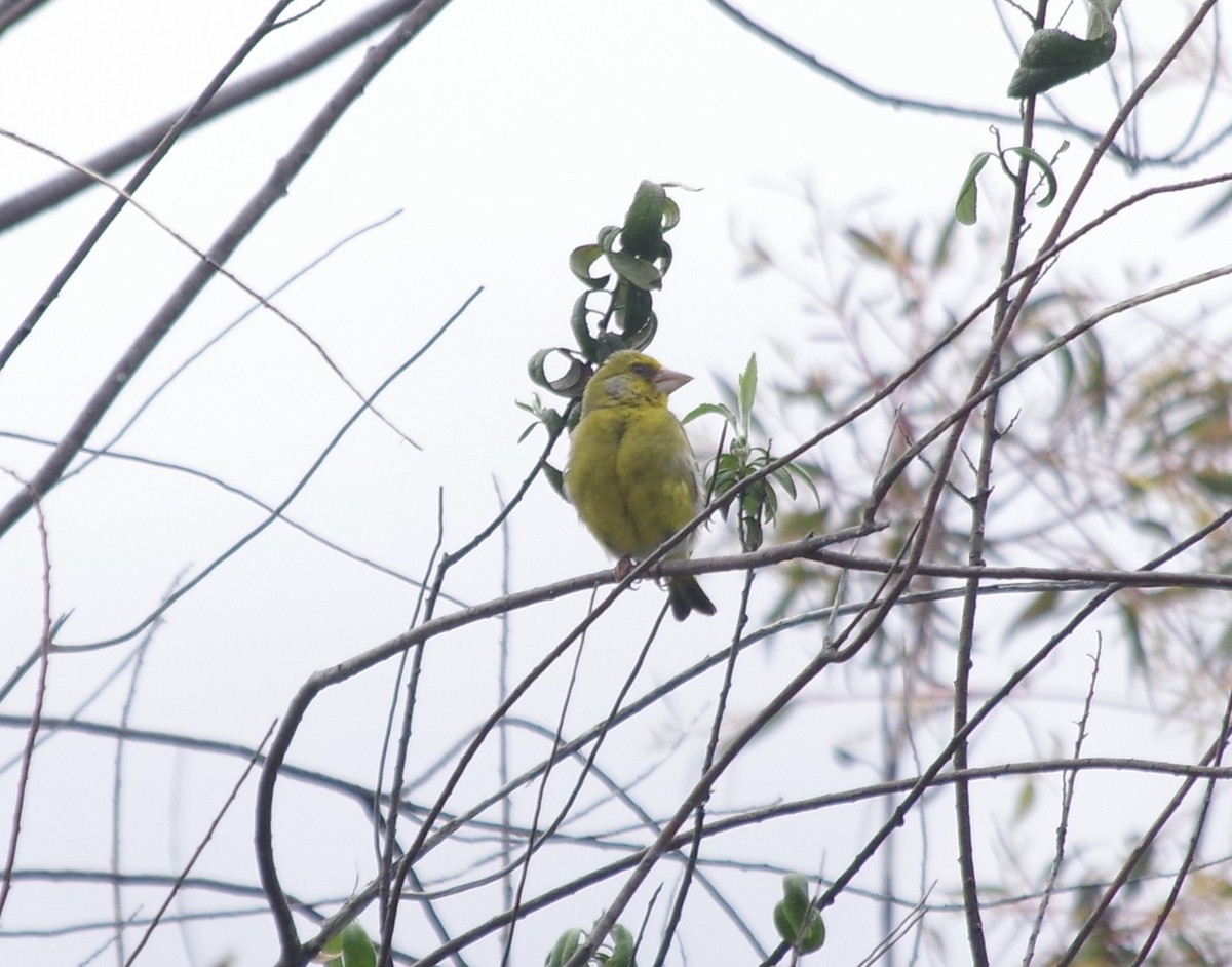 European Greenfinch - ML612582799