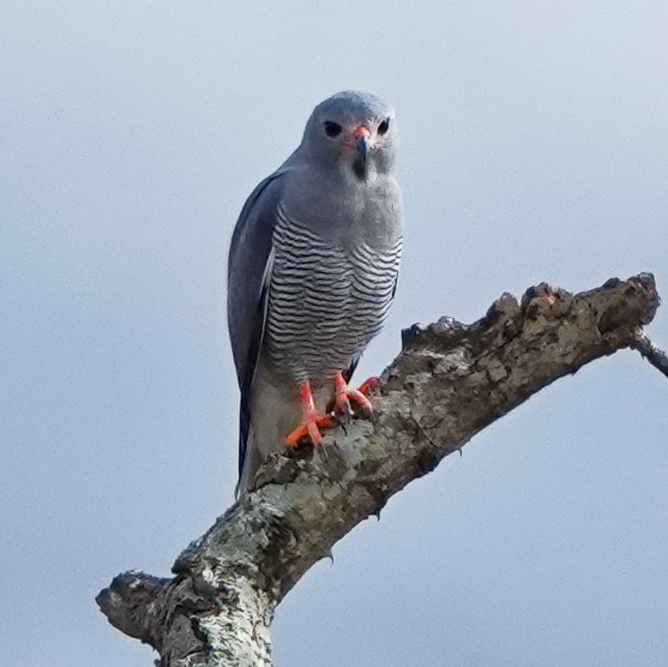 Lizard Buzzard - Arden Anderson