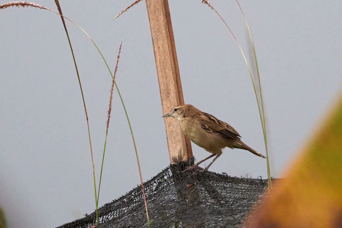 Striated Grassbird - S S Cheema