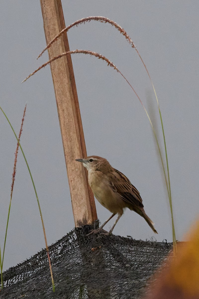 Striated Grassbird - ML612582904