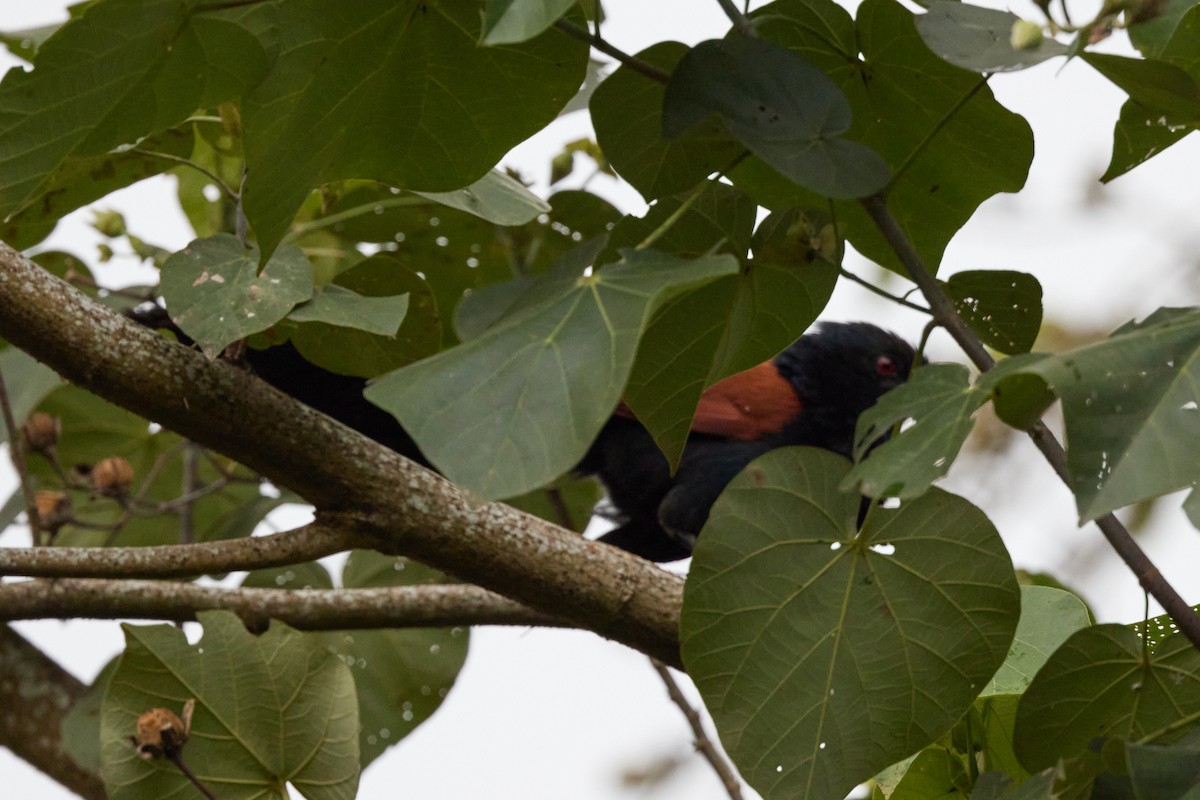 Greater Coucal (Greater) - ML612582965