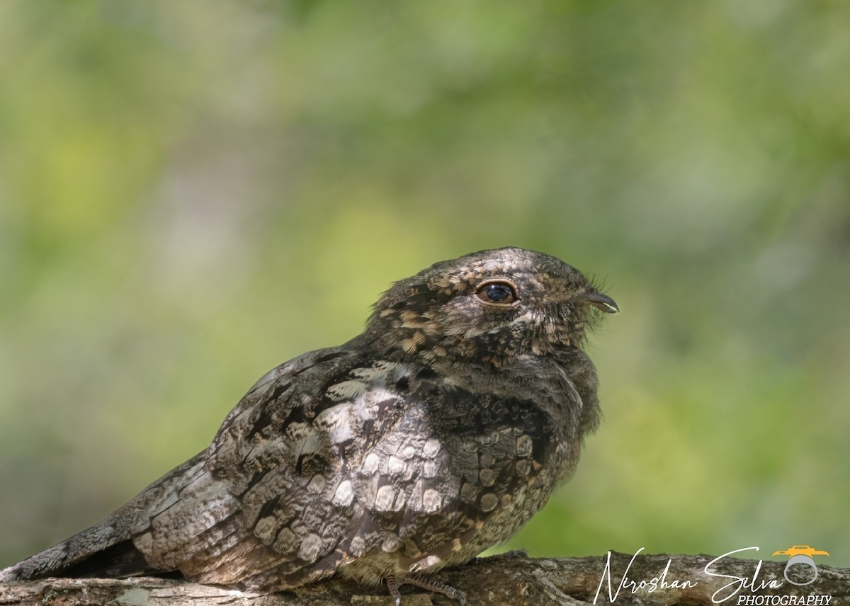 Jungle Nightjar - ML612582979