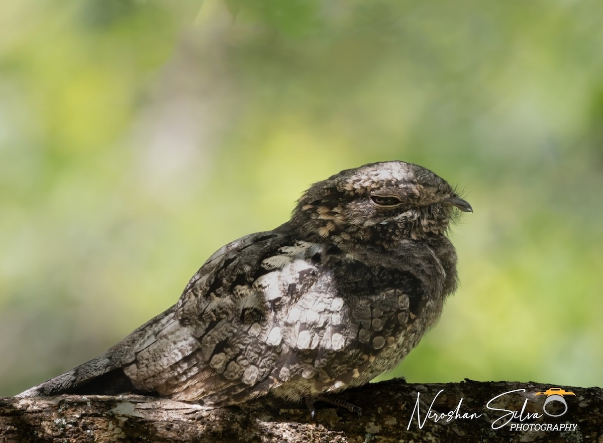 Jungle Nightjar - ML612582980