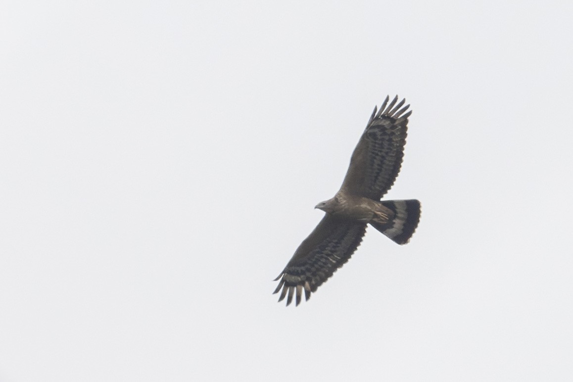 Oriental Honey-buzzard - ML612583008