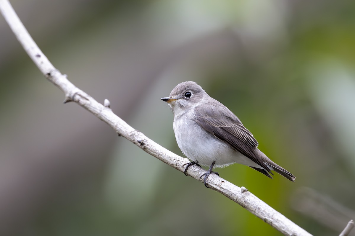 Asian Brown Flycatcher - ML612583014