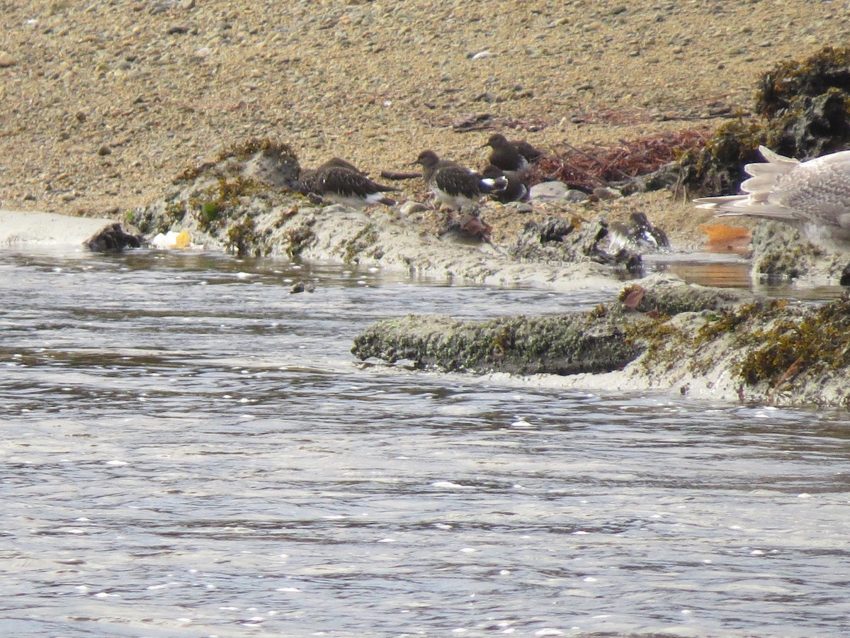 Black Turnstone - ML612583058