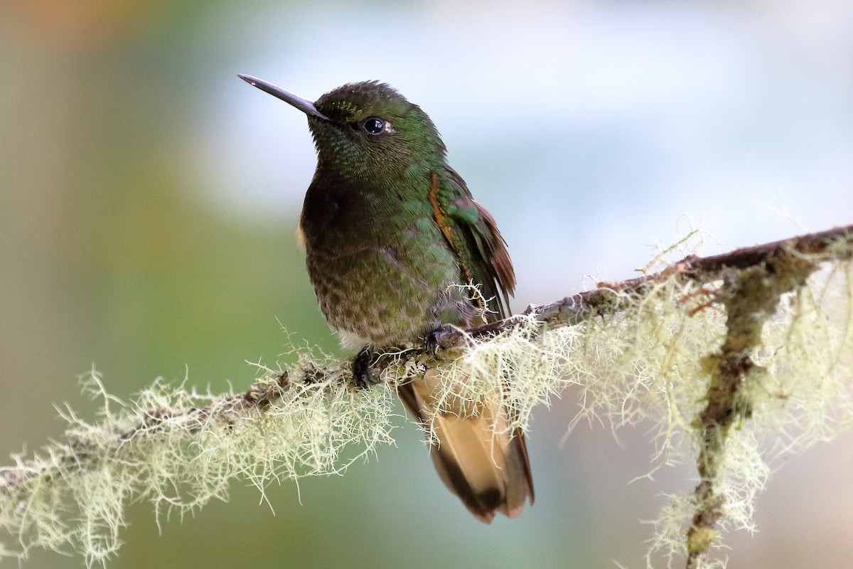 Buff-tailed Coronet - ML612583080