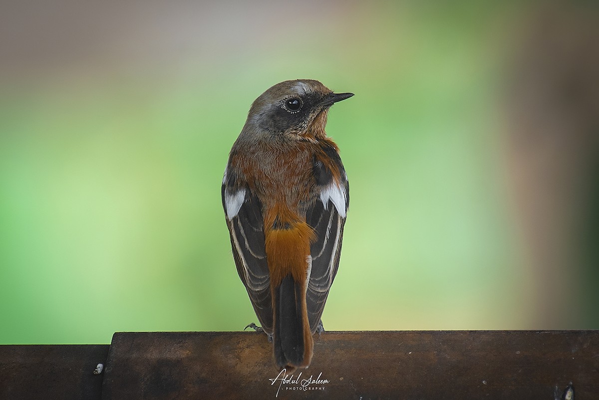 Rufous-backed Redstart - ML612583113