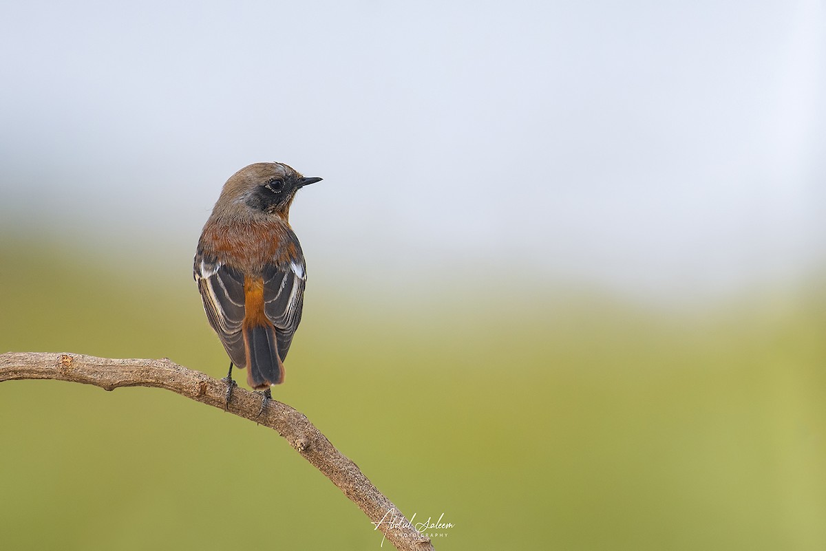 Rufous-backed Redstart - ML612583114
