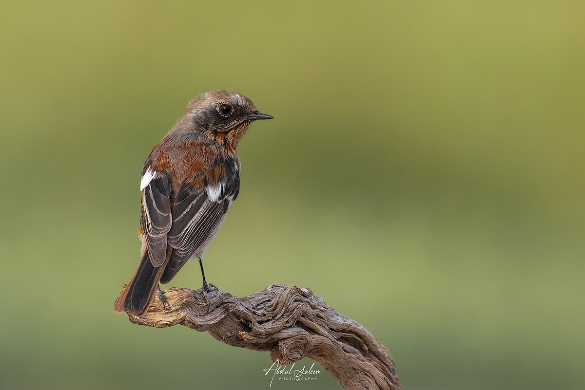 Rufous-backed Redstart - ML612583115