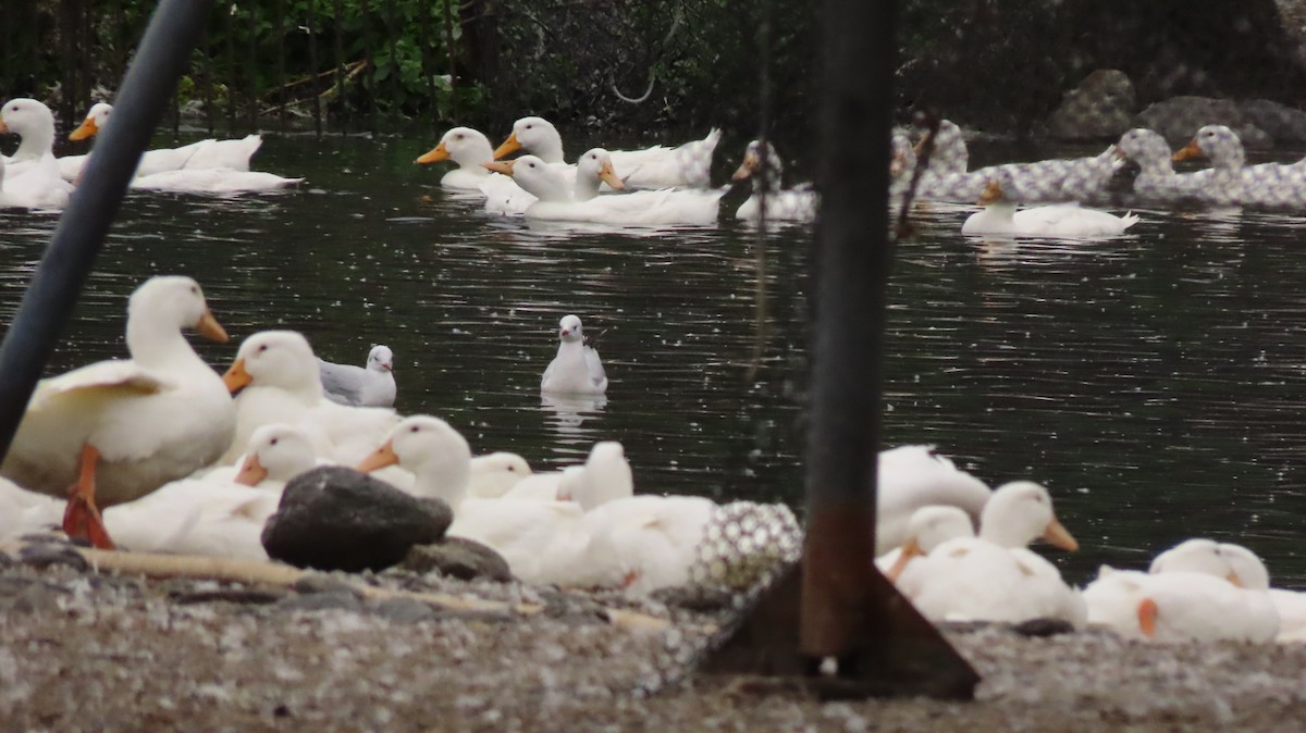 Black-headed Gull - ML612583139