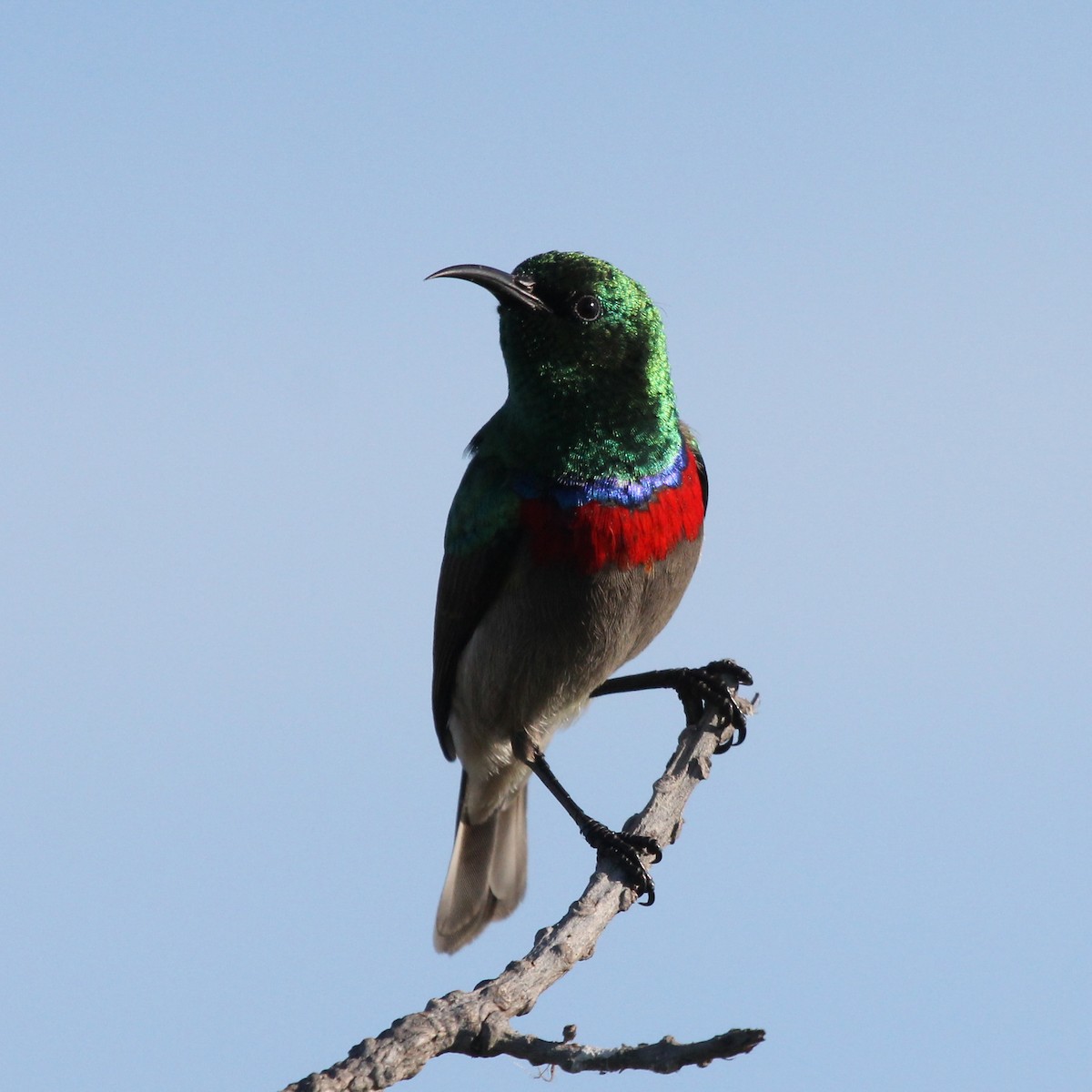 Southern Double-collared Sunbird - ML612583217