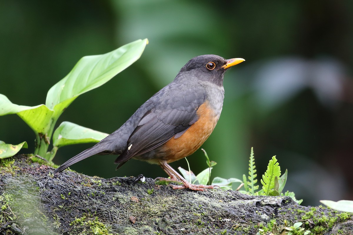 Chestnut-bellied Thrush - Chris Rasmussen