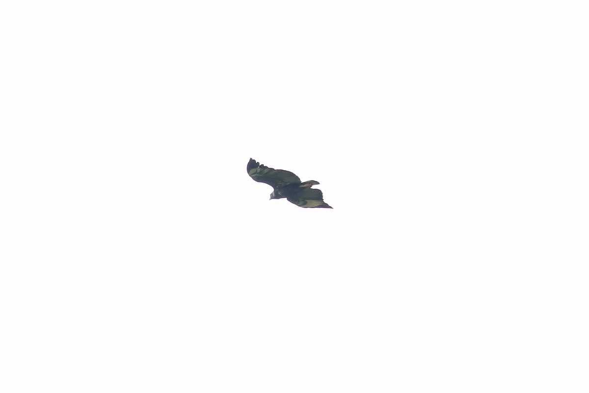 Solitary Eagle - ML612583269
