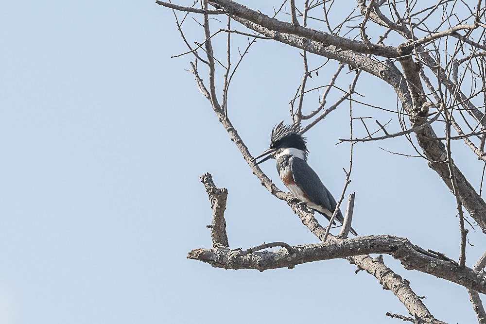 Belted Kingfisher - ML612583362