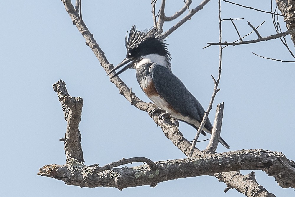Belted Kingfisher - ML612583363