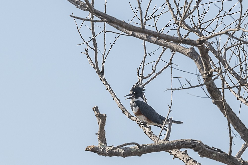 Belted Kingfisher - ML612583364