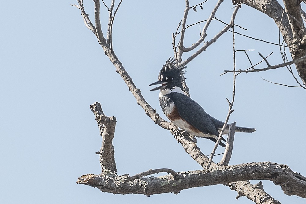 Belted Kingfisher - ML612583365