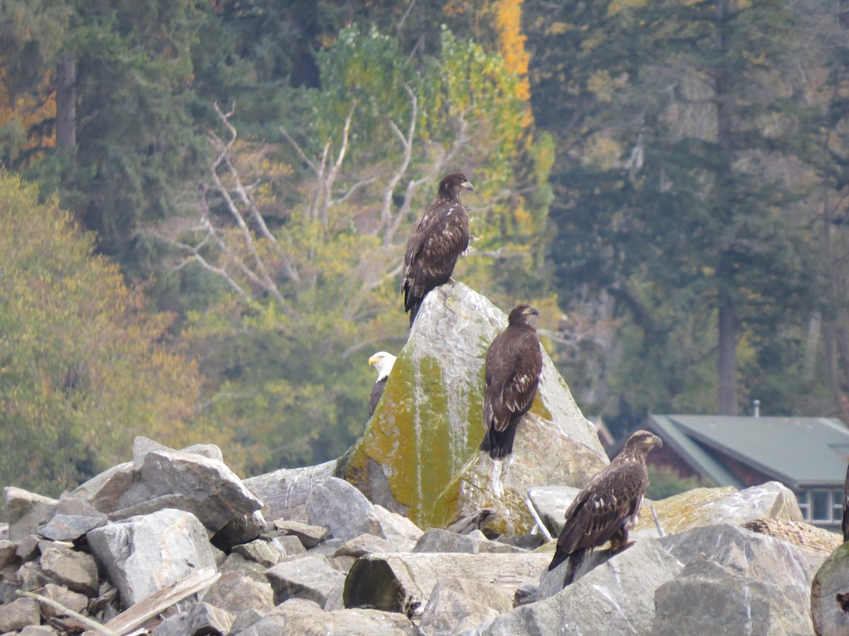 Bald Eagle - Winnie Ferrier