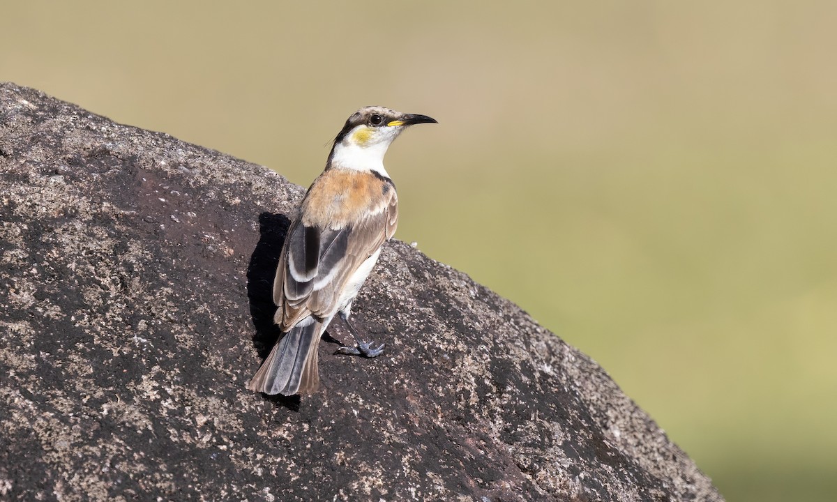 Banded Honeyeater - Paul Fenwick