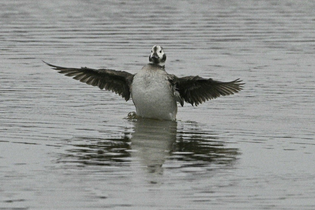 Long-tailed Duck - ML612583547