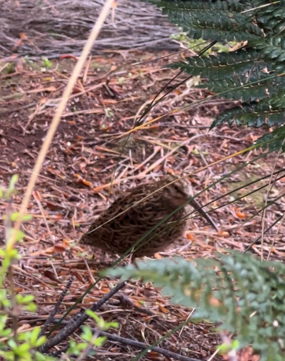 Subantarctic Snipe - Mike Greenfelder