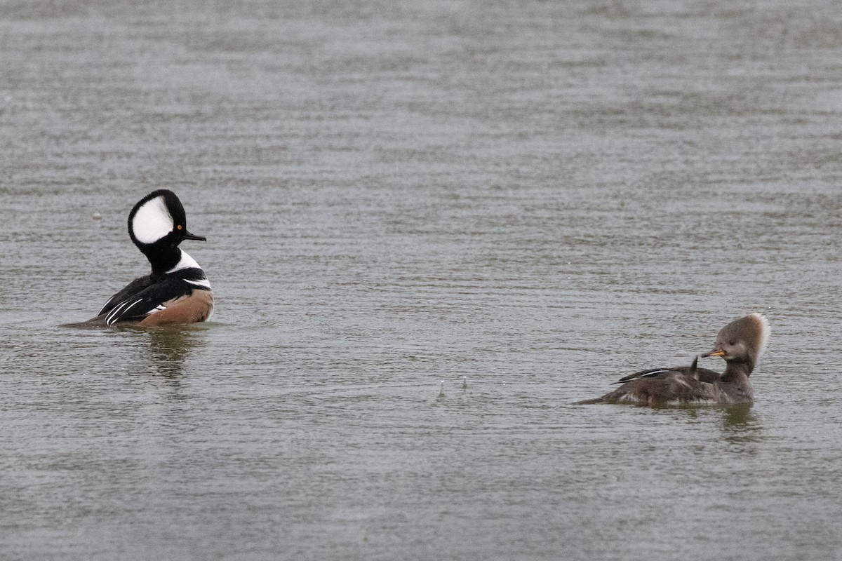 Hooded Merganser - ML612583737