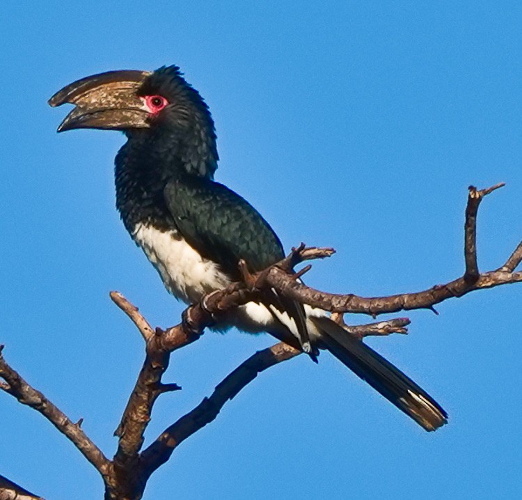 Trumpeter Hornbill - ML612583740